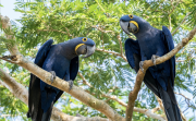 Two rare and endangered Hyacinth Macaws sitting in a tree and looking at the photographer at Pouso Alegre Lodge, Northern Pantanal, Mato Grosso State, Brazil